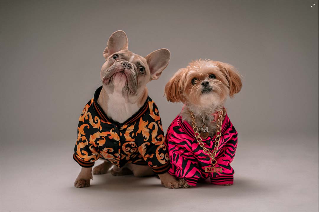 2 pets waiting to see if they are allowed in a rental unit in Toronto.