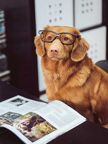 service dog reading a book for it's owner.